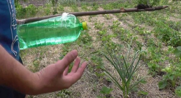 Kapková závlaha pro rajče z plastových lahví udělejte si sami